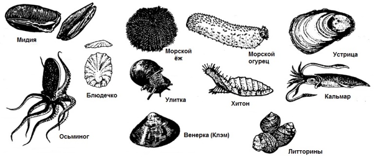К какой группе организмов относится устрица. Беспозвоночные животные. Первые морские беспозвоночные. Многообразие беспозвоночных животных. Беспозвоночные рисунок.
